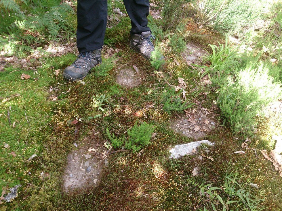 Holes left in the ground by brown bears marking with their feet while walking (photo credit: Javier Naves, none usage restrictions)