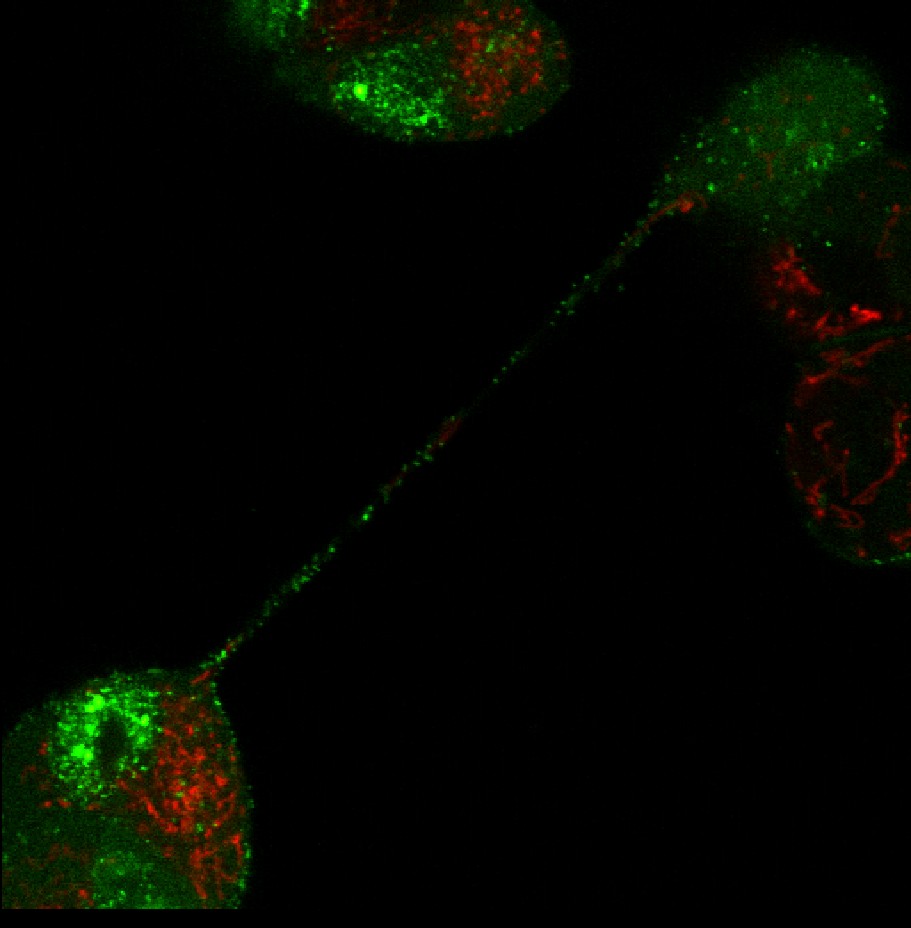 Intercellular transport of fluorescent labelled particles  of  BHV-1 virus through tunnelling nanotubes. Green marker: GFP, fused to the capsid;  red marker: mitochondria