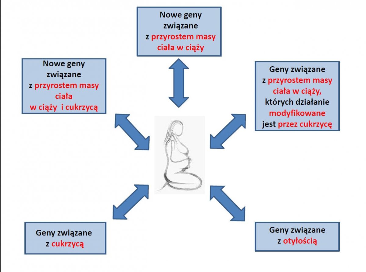 Wykres przedstawiający warianty genowe odpowiedzialne za przyrost masy ciała u kobiet w ciąży w populacji ogólnej oraz u chorych na cukrzycę typu 1. W centrum znajduje się stylizowana figura kobieta w ciąży. W jej stronę skierowane jest pięć strzałek. Przy każdej ze strzałek wymieniono jeden z wariantów genowych. Są to: nowe geny związane z przyrostem masy ciała w ciąży, geny związane z przyrostem masy ciała w ciąży, których działanie modyfikowane jest przez cukrzycę, geny związane z otyłością, geny związane z cukrzycą, nowe geny związane z przyrostem masy ciała w ciąży i cukrzycą. 