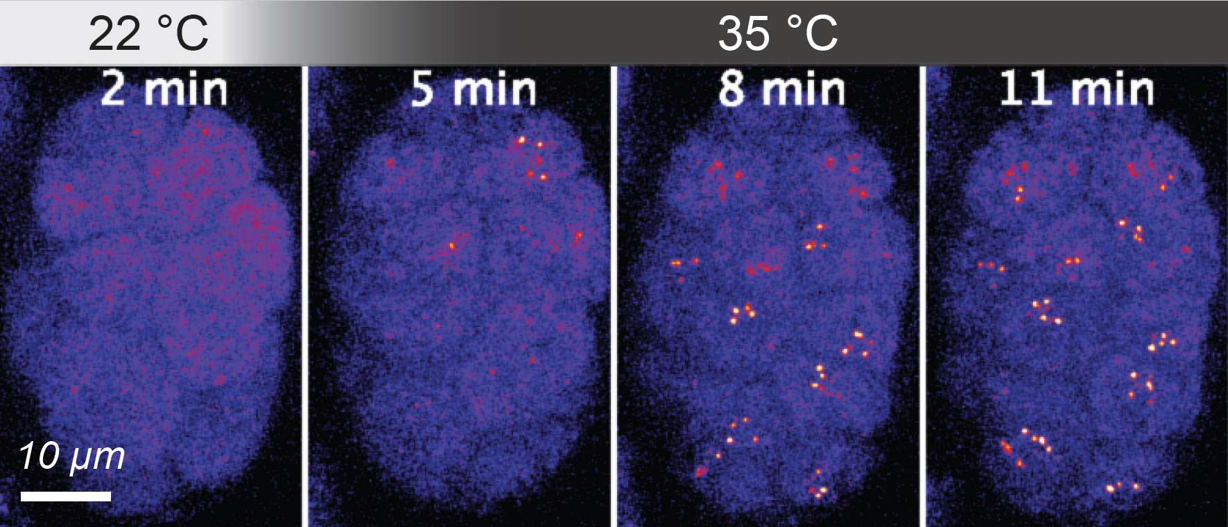 Condensates formed by transcription factor HSF-1 in nuclei of an early C. elegans embryo during heat stress, photo A. Kłosin