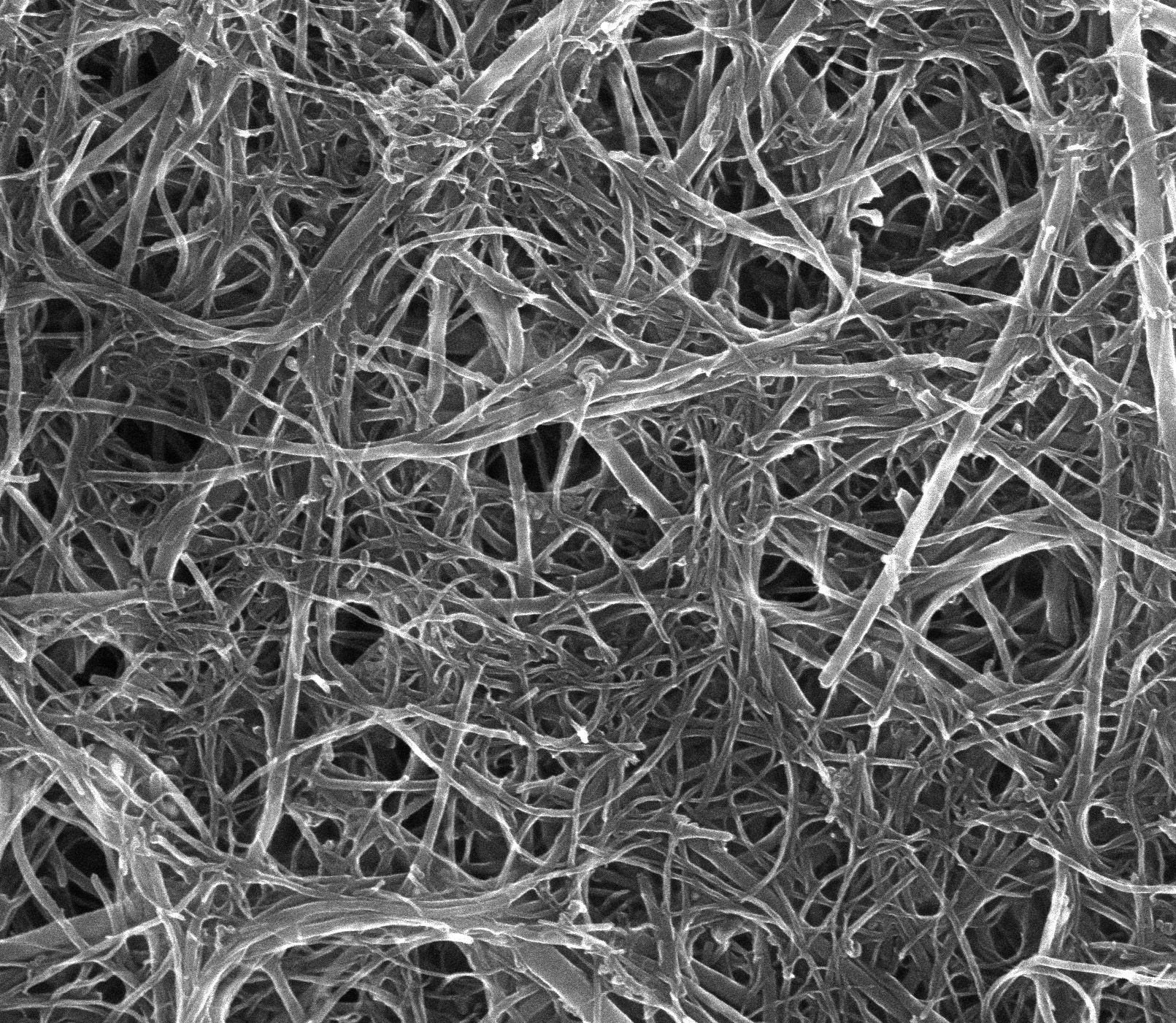 Nanorurki węglowe - zdjęcie SEM
