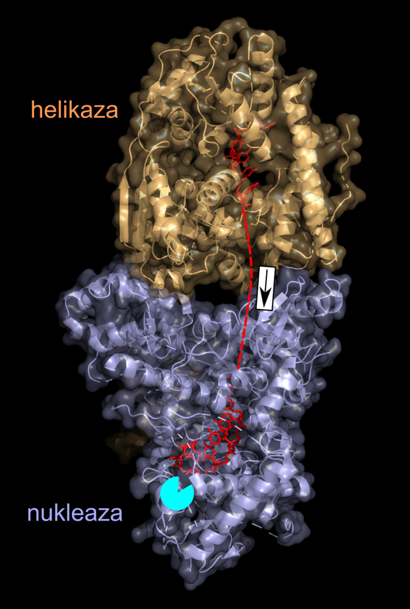 Komputerowa wizualizacja atomowej struktury przestrzennej degradosomu z mitochondriów drożdży. Helikaza jest pokazana na pomarańczowo, nukleaza – na niebiesko, a nić RNA – na czerwono. Fragment nie zaobserwowany bezpośrednio w strukturach oznaczono linią przerywaną. Kierunek przesuwania RNA pokazuje strzałka, a miejsce, gdzie odcinane są nukleotydy z końca RNA – turkusowe koło. Autor: Marcin Nowotny.