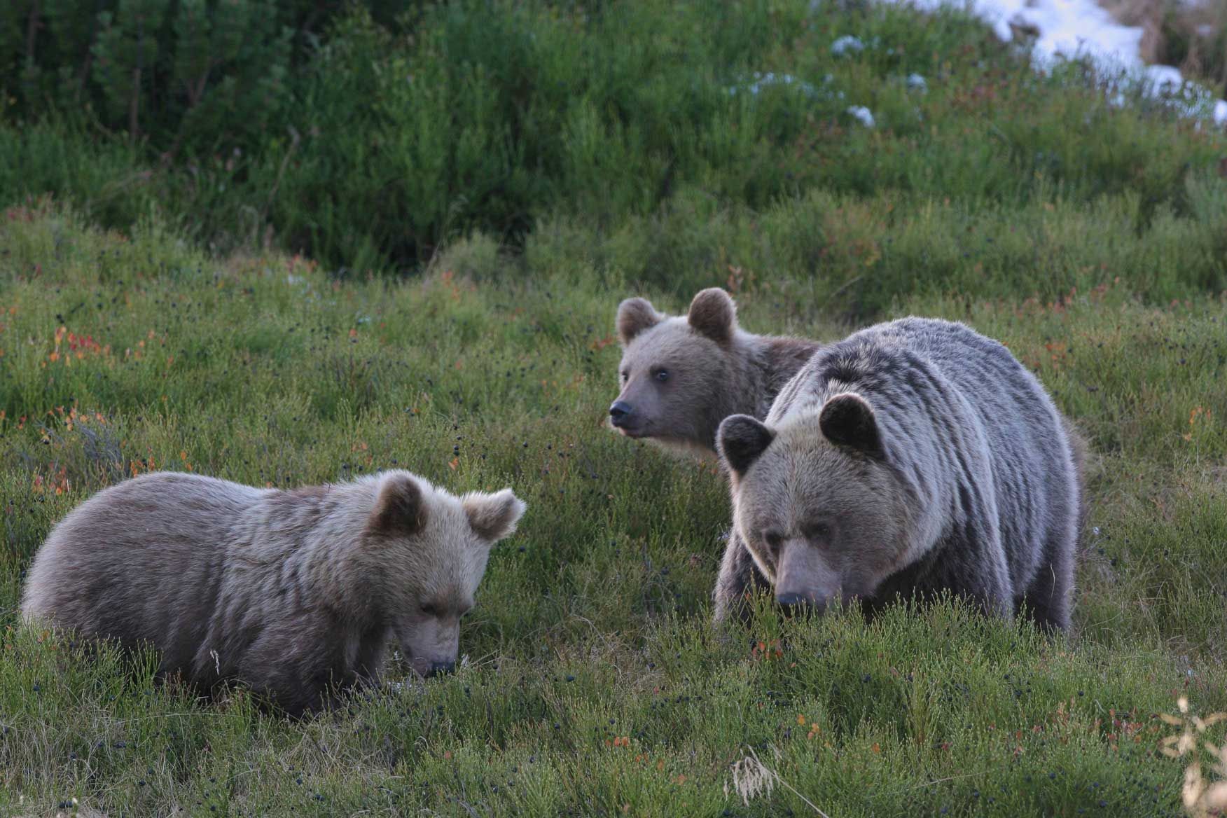 Rodzina niedźwiedzi (samica z młodymi) żywiąca się borówkami w Tatrzańskim Parku Narodowym. Fot. Adam Wajrak
