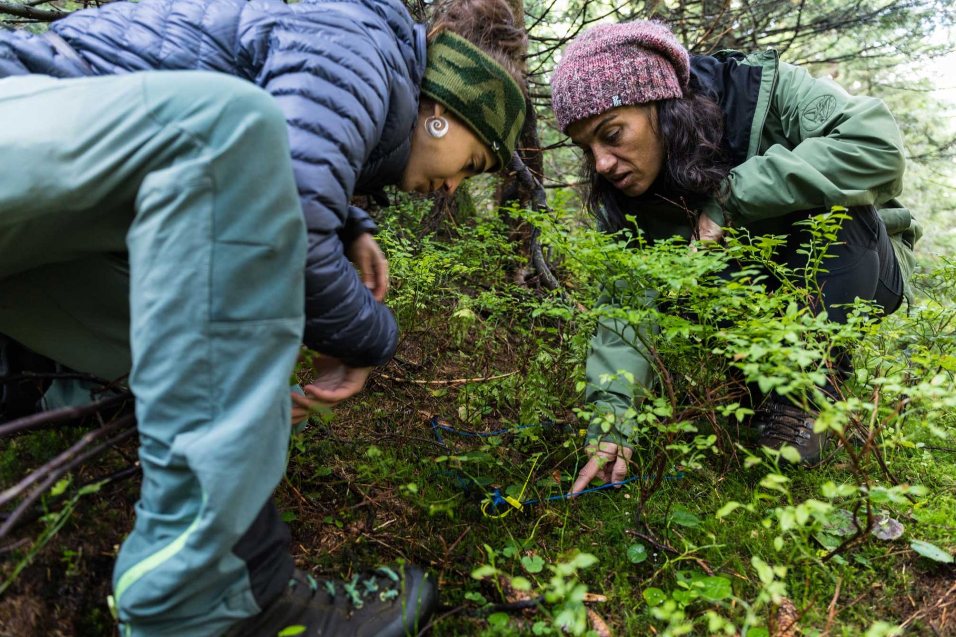 Fieldwork. Checking bilberry germination in labelled bear droppings. Photo by Christine Sonvilla