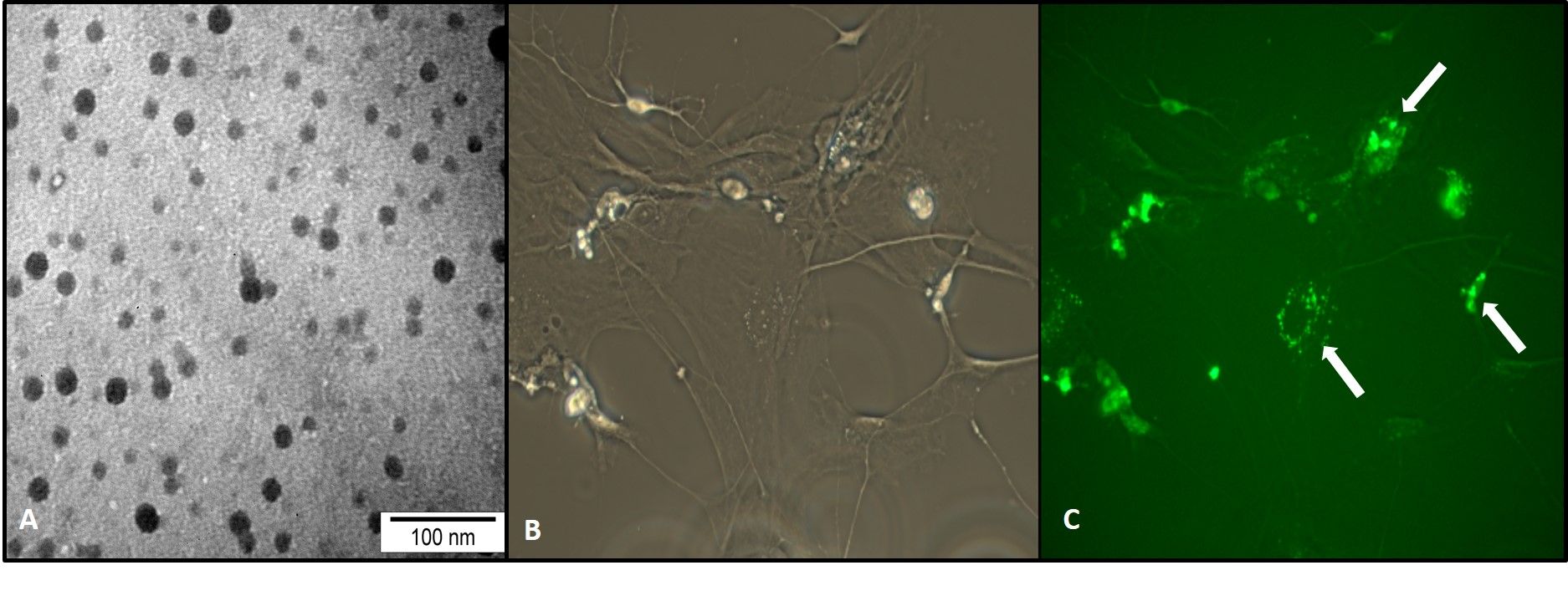 Ryc.  A) Używane w badaniach nanocząstki polistyrenu (PS-NPs) o wielkości 25 nm – obraz w mikroskopie elektronowym. Fot. Ryszard Strzałkowski; B) pierwotna hodowla komórkowa astrocytów szczurzych. Fot. Kamil Adamiak; C) astrocyty poddane ekspozycji na PS-NPs – we wnętrzu cytoplazmy komórek widoczna zielona fluorescencja pochodząca od agregatów nanocząstek znakowanych fluorochromem. Strzałki wskazują skupiska nanocząstek w postaci drobnych punktów. Obraz w mikroskopie fluorescencyjnym. Fot. Kamil Adamiak